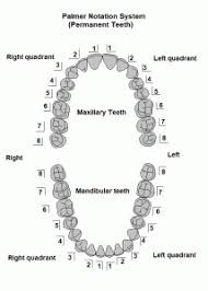 Maybe you would like to learn more about one of these? Teeth Names And Numbering Systems You Need To Know Dental Education Hub