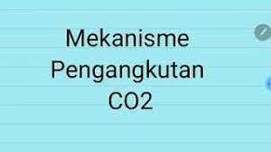 Ilustrasi mekanisme pengangkutan air dari akar ke daun. Mekanisme Pengangkutan Co2 Karbondioksida Konsep Biologi