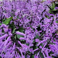 Mona Lavender Plectranthus – Parks Brothers Farm, Inc