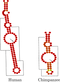 Sss Test A Novel Test For Detecting Positive Selection On Rna Secondary Structure Springerlink