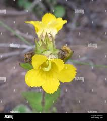 Image result for Alectra sessiliflora