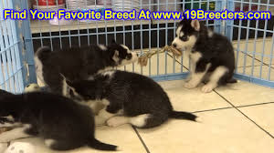 Discover totally free or inexpensive golden retriever puppies in missouri. Siberian Husky Puppies For Sale In Springfield Missouri Mo St Charles St Joseph O Fallon I Love St Joseph Mo And Life In The Midwest