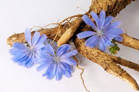 Image result for Cichorium