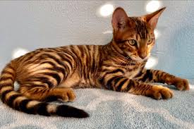 Please search kittens for sale for yourself, or tell a friend about our website so that they can find kittens for sale. Toyger Cats For Sale Urban Exotic Cats Cat Breeders Ca