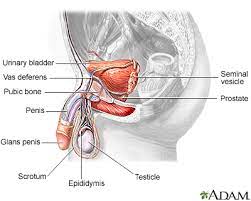 Check spelling or type a new query. Enlarged Prostate Medlineplus Medical Encyclopedia