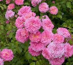 Check spelling or type a new query. Sweet Drift Pink Groundcover Rose New Life Nursery