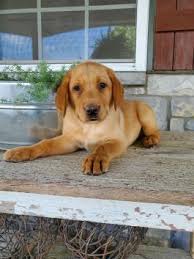 She takes after the american body type but has the calm disposition of an we searched all over the country to find the perfect stud to compliment our fox red females. Labrador Retriever Fox Red Puppies For Sale Lancaster Puppies