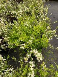 Image result for Spiraea thunbergii