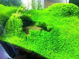 Jika biasanya orang terfokus untuk memelihara ikan atau binatang air dalam aquarium. 5 Jenis Tanaman Karpet Aquascape Terbaik Bibitbunga Com