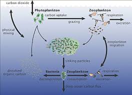 Marine Microorganisms Wikipedia