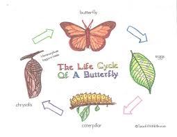All Living Things Have Life Cycles Butterflies Lessons