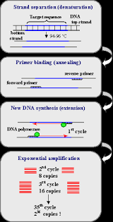 On the basis of the many different pcr tests of highly varying quality, neither the risk of disease nor a possible vaccine benefit can be determined with the necessary certainty, which is why testing the. Polymerase Chain Reaction Pcr