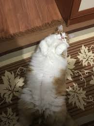 Sisman Kedi Neresinden Opulur Kedi Sozluk Kedi Ve Dahasi