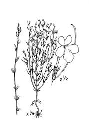 Image result for Striga hallaei