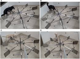 The spread of tumor to bones can cause lameness or bone pain. Frontiers Differences In The Search Behavior Of Cancer Detection Dogs Trained To Have Either A Sit Or Stand Stare Final Response Veterinary Science