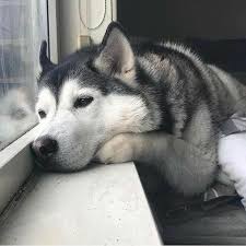 Der siberian husky ist eine alte schlittenhundrasse, die heute weltweit beliebt ist. Siberianhusky Husky Hund Hunde Hunderassen