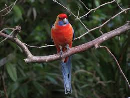 Check spelling or type a new query. How To Bring Birds To Your Garden Good Living