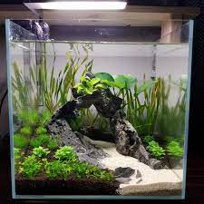 Scaped A New Uns 30c Today Aquascape Fish Tank Terrarium Fresh Water Fish Tank Cool Fish Tanks