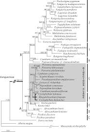 Image result for Pavetta bagshawei