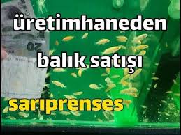 Balik Uretip Satiyorum Sari Prenses Check More At Https Akvaryumbilgi Net Balik Uretip Satiyorum Sari Prenses Balik
