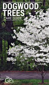 What is the maximum height of the white dogwood tree? Caring For A Dogwood Tree Our Guide With Tips That Work