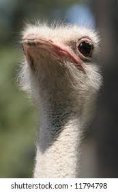 Smiling Ostrich Showing Tongue Teeth Stock Photo Edit Now 1605001027