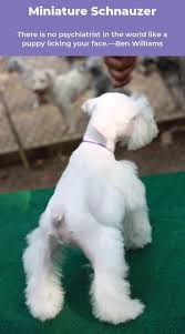 Check spelling or type a new query. Discover Energetic Miniature Schnauzer Pup Health Miniatureschnauzerblackandwhite Schnauzerdog Min Miniature Schnauzer Schnauzer Miniature Schnauzer Puppies