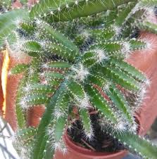 Dogtail Cactus Aporocactus Flagelliformis Cuttings Etsy In 2020 Plants Succulents For Sale Cactus