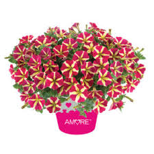 Topsearch.co has been visited by 1m+ users in the past month Flowersexpo Moscow Aiph