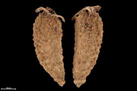 Image result for Adenostemma viscosum