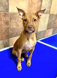 🍩🐾 Donut let her name fool you