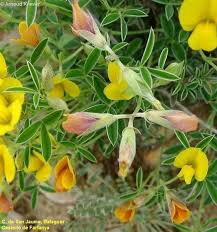 Image result for Argyrolobium stolzii