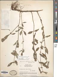 Image result for Spermacoce