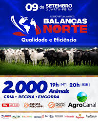 Leilão Virtual Amigos das Balanças Norte oferta gado de corte nesta quarta-feira no AgroCanal