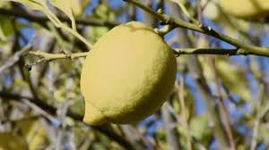 Don't worry if you notice your tree loaded with blooms that don't produce fruit and. Lemon Tree Spain Hd Stock Video 902 207 749 Framepool Stock Footage