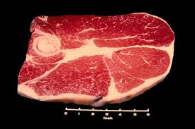 beef meat identification animal science