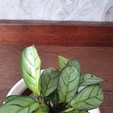 Image result for Ktenante Ctenanthe