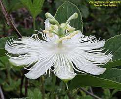 An exotic flowering vine native to southern missouri. Maypop Passiflora Incarnata