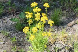 The flowers are small, yellow, and attractive. Three Yellow Spring Flowers Seasons Flow