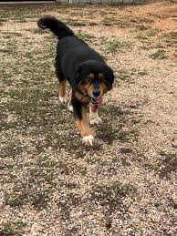 Let's get him out of the building and into a home. This boy is looking for  someone to take him in either as a foster or to adopt him. He is amazing.