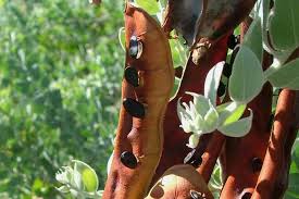 Image result for Acacia podalyriifolia