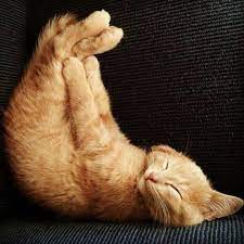 7 Things You Probably Didn T Know About Orange Tabby Cats Orange Tabby Cats Tabby Cat Cat Facts