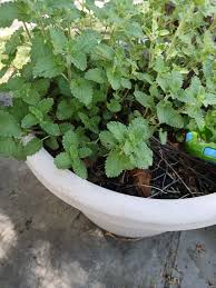 Image result for Dicliptera pumila