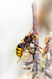Hornisse Wie Gefahrlich Ist Sie Wirklich Hornisse Insektenstiche Behandeln Pferd