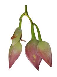 Image result for Operculina