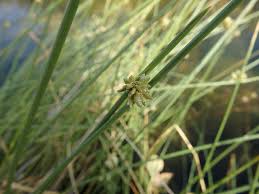 Image result for Cyperus maculatus