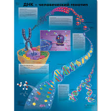 Dna The Human Genotype Chart