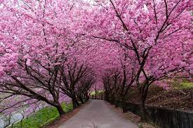 Cherry Blossom In Taiwan 2021 Forecast The Best Time 8 Best Places To See Cherry Blossoms In Taiwan Living Nomads Travel Tips Guides News Informat