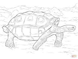 Realistic Galapagos Tortoise Coloring Page Free Printable Coloring Pages Galapagos Tortoise Tortoise Drawing Coloring Pages