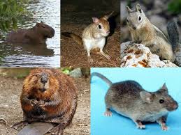 • there is strong evidence that species have evolved. Rodent Wikipedia